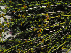 Euphorbia erinacea