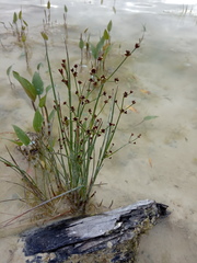 Juncus atratus