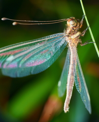 Ascalohybris subjacens