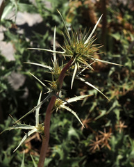 Eryngium billardieri