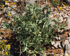 Eryngium billardieri