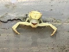 Thomisus okinawensis