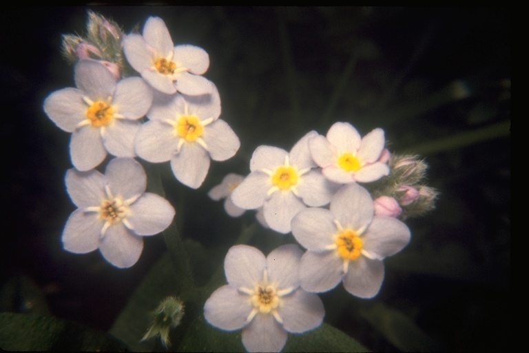 Broad-Leaf Forget-Me-Not, Myosotis Latifolia