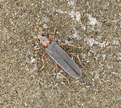 Copidita quadrimaculata