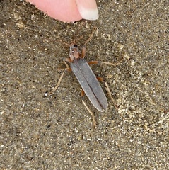 Copidita quadrimaculata