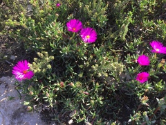 Lampranthus diutinus
