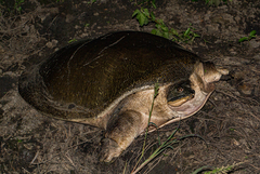 Cycloderma frenatum