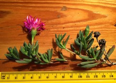 Lampranthus diutinus