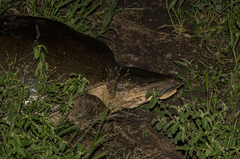 Cycloderma frenatum