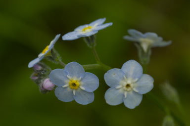 Broad-Leaf Forget-Me-Not, Myosotis Latifolia