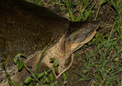 Cycloderma frenatum