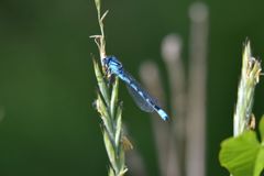 Enallagma risi