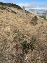 Anthoxanthum redolens