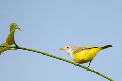 Eremomela pusilla