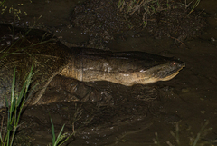 Cycloderma frenatum