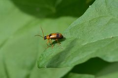 Phyllobrotica quadrimaculata