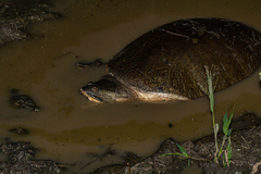 Cycloderma frenatum