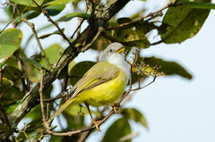 Eremomela pusilla