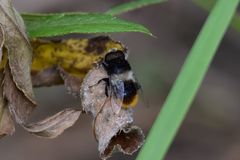 Eristalis oestracea