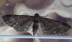 Eupithecia tripunctaria