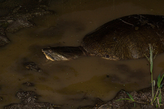 Cycloderma frenatum