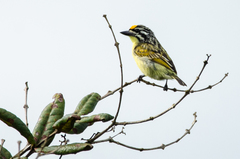 Pogoniulus chrysoconus