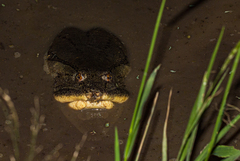 Cycloderma frenatum