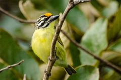 Pogoniulus chrysoconus
