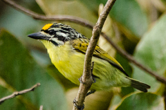 Pogoniulus chrysoconus