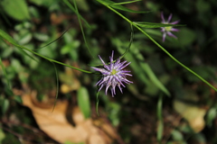 Phyteuma scheuchzeri