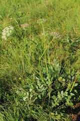 Laserpitium nitidum