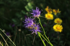 Phyteuma scheuchzeri