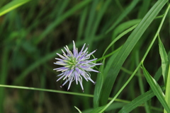 Phyteuma scheuchzeri