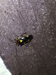 Tropidosteptes