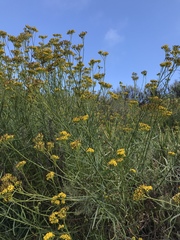 Senecio linearifolius linearifolius