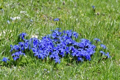Gentianeae
