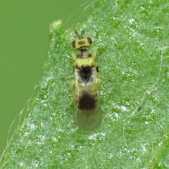 Cirrospilus
