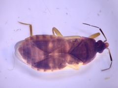 Cimicoidea