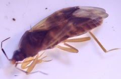 Cimicoidea