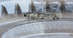 Ancylosis undulatella
