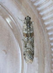 Ancylosis undulatella