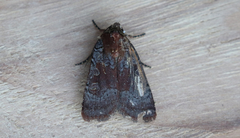 Parabagrotis insularis