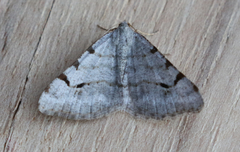 Digrammia denticulata