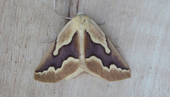 Sabulodes edwardsata