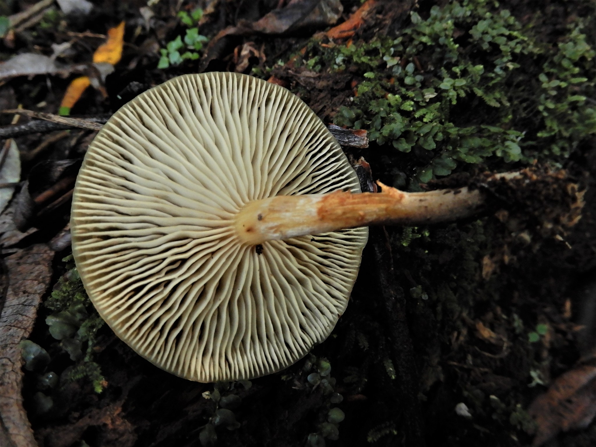 Armillaria novae-zelandiae image