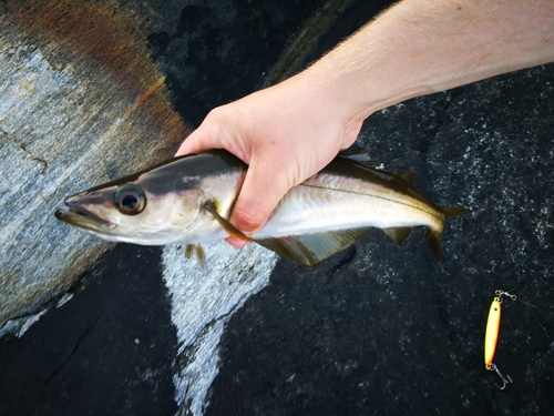 Atlantic Pollock