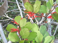 Psittacanthus biternatus