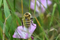 Bombus distinguendus