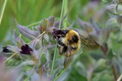 Bombus distinguendus