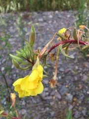 Oenothera ersteinensis